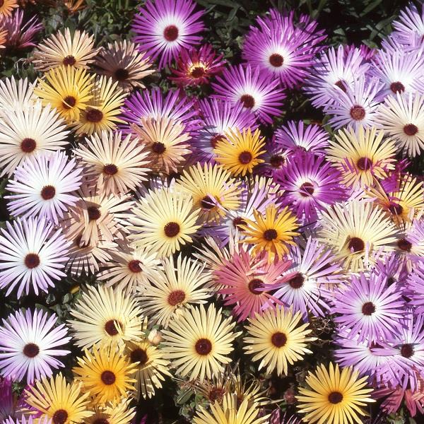 Mesembryanthemum Magic Carpet Mix